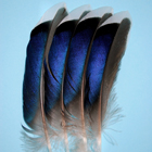 mallard feathers