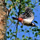 great spotted woodpecker
