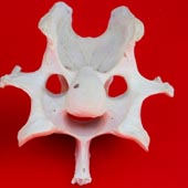 deer bones