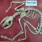 fox skeleton