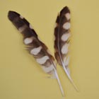 owl feathers