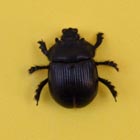 beetle