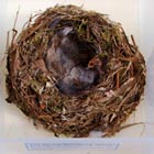 nest