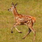 deer