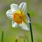 daffodil