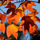 autumn leaves