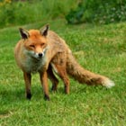 fox